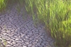 drought