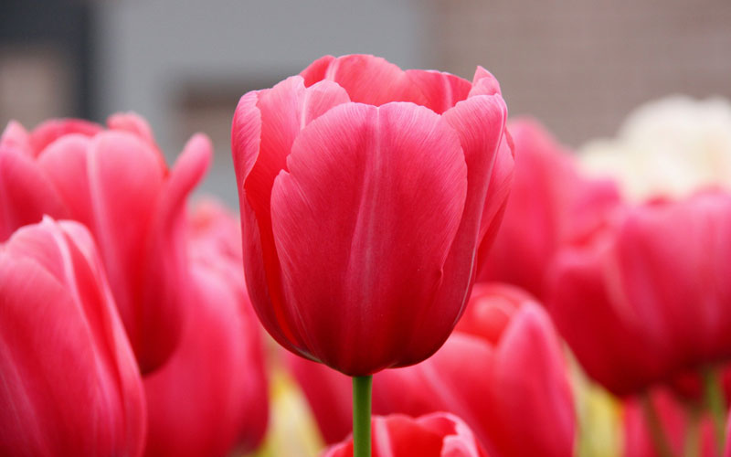 tulip-red